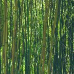 Dulkamara Bamboo, cosmética con personalidad 21 Bamboo