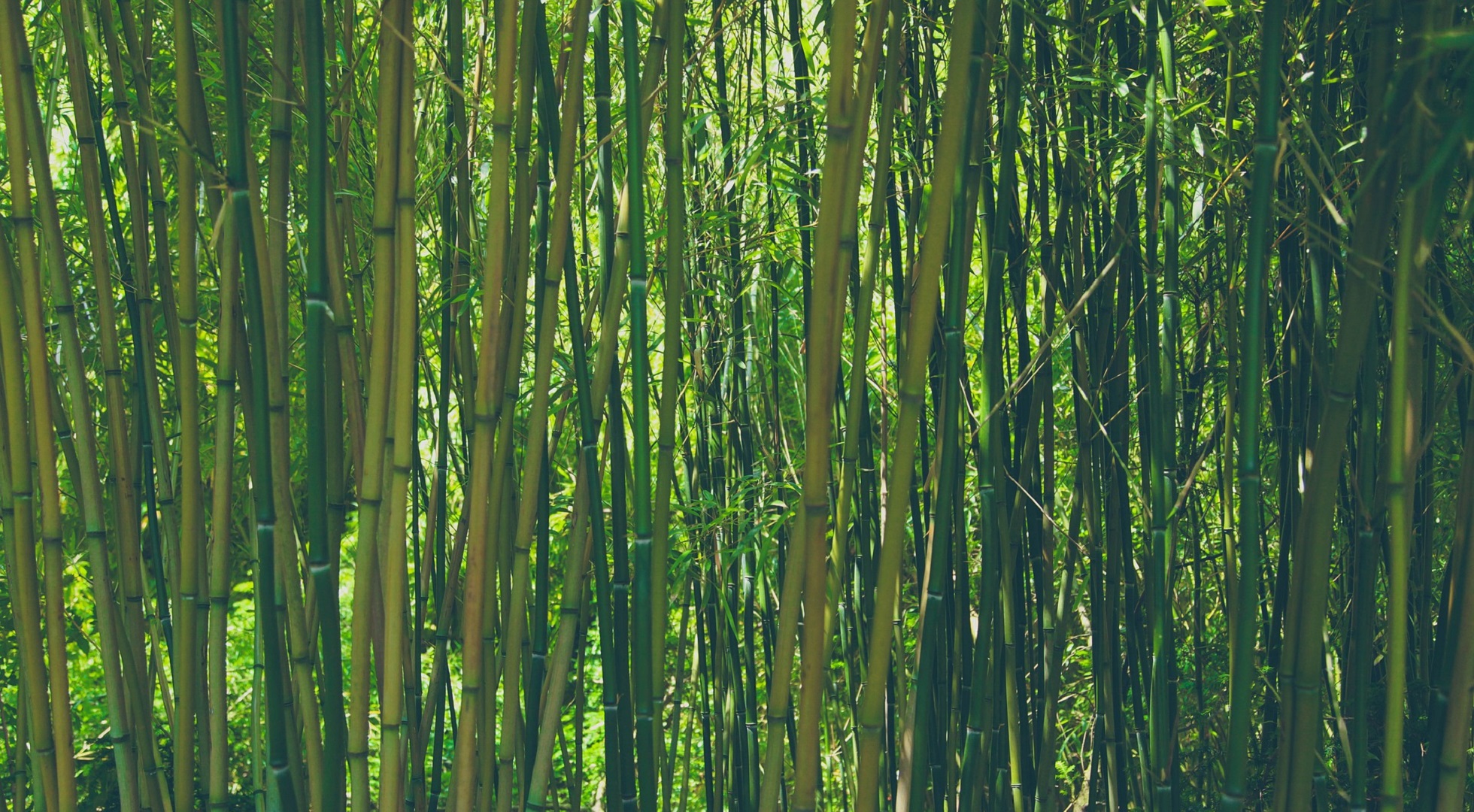 Dulkamara Bamboo, cosmética con personalidad 1 Bamboo