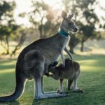 Aussie, cuidados con raíces australianas 20 Aussie pelo sedoso