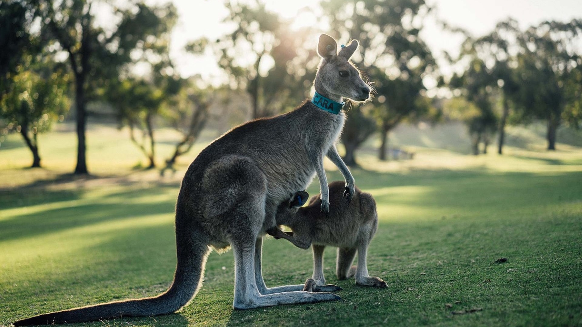 Marcas Trendy 6 Aussie pelo sedoso