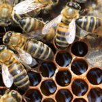 Apivita, la sociedad de las abejas 20