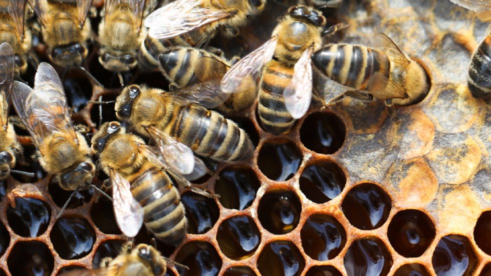 Apivita, la sociedad de las abejas | BelAir Magazine