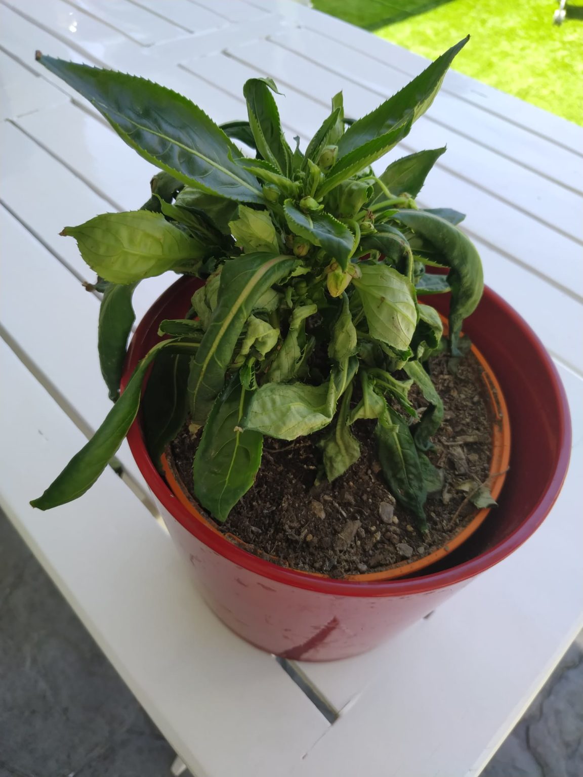 𝓑𝓮𝓵𝓐𝓲𝓻 〉Diez plantas de exterior resistentes al sol y al