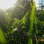 Plantas de exterior resistentes al sol