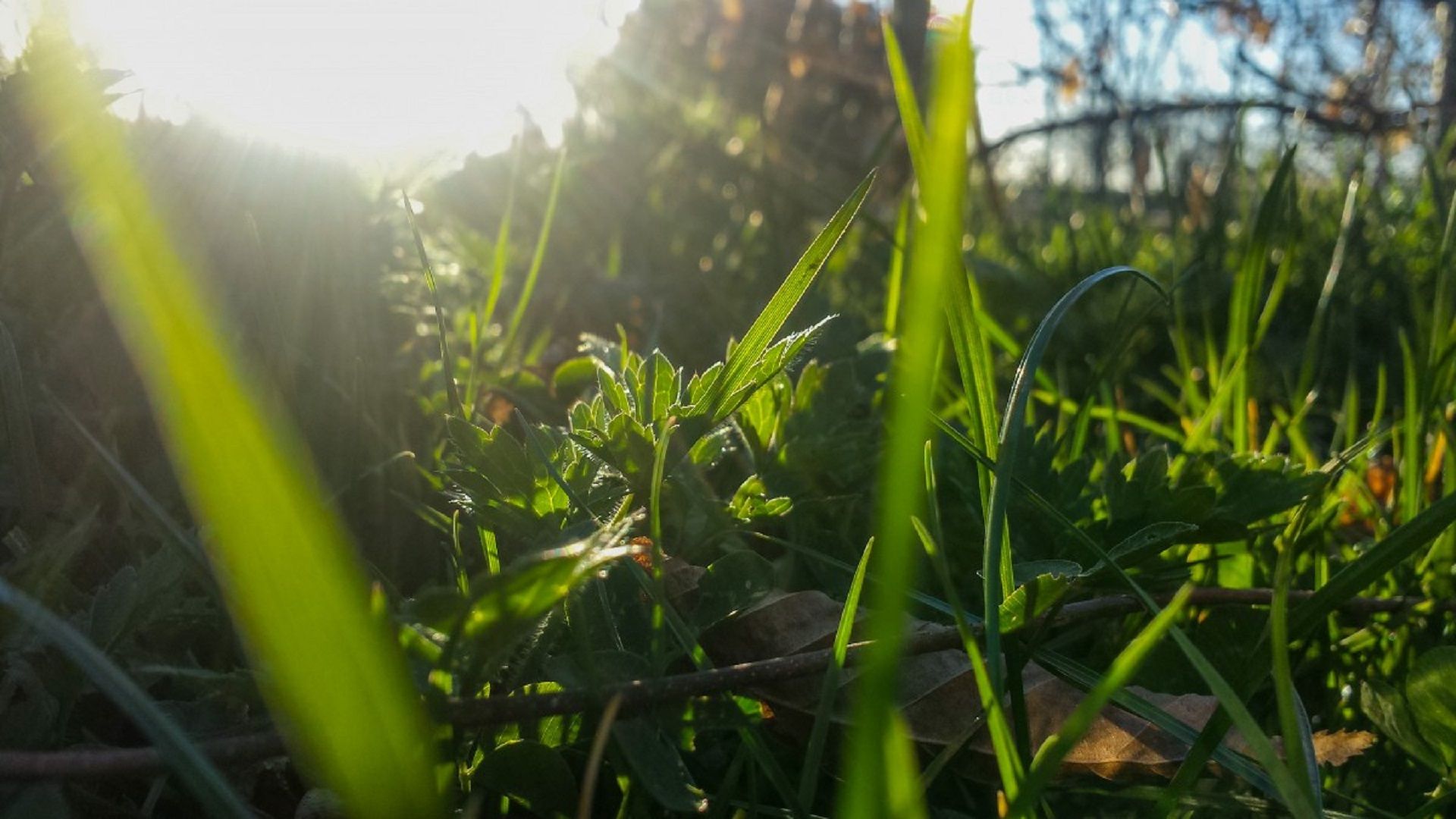 Plantas de exterior resistentes al sol