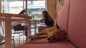 Restaurantes que permiten mascotas