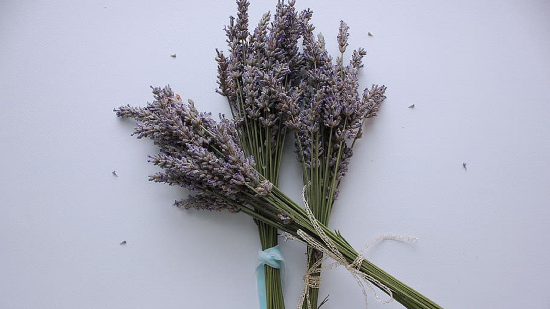 lavanda perfumar casa