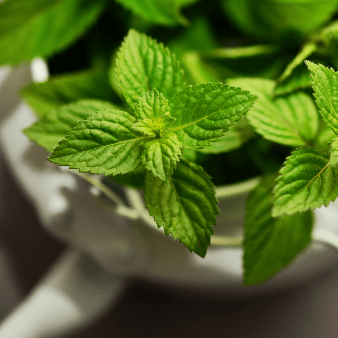 Tips para elaborar tu propia agua infusionada casera 4