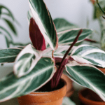 Imagen destacada artículo plantas