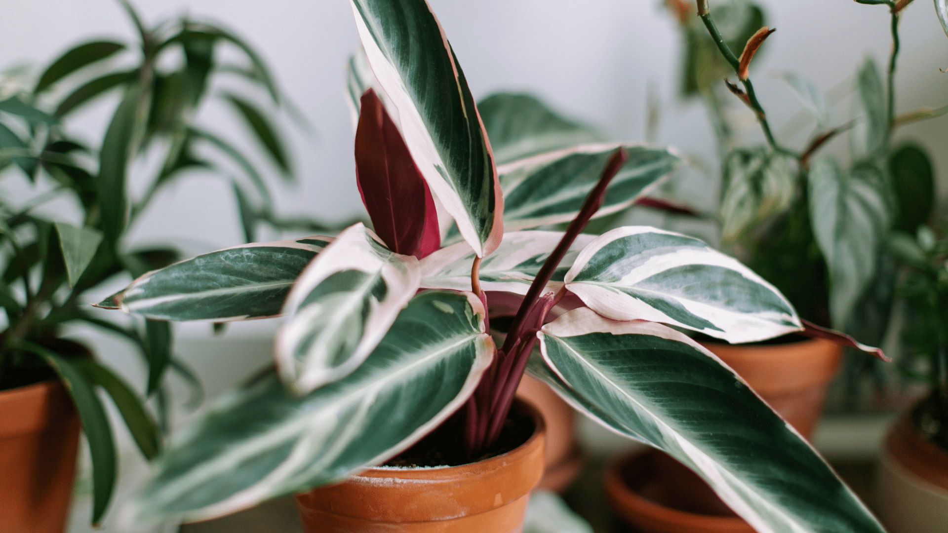 Imagen destacada artículo plantas