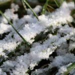 plantas de exterior resistentes a las heladas