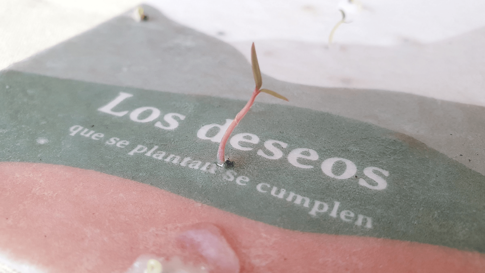 Sheedo Life, papelería de usar y plantar 1