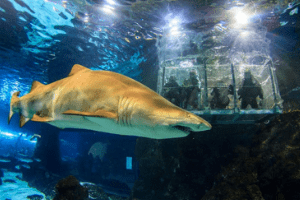 Regala experiencias, no regalos aburridos 1