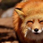 Los animales influencers 26 animales influencers