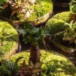 Omotesando, vegetación y estilo 21 plantas con musgo